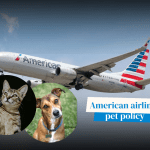 American Airlines Pet Policy: Complete Guide to Flying With Pets in 2026