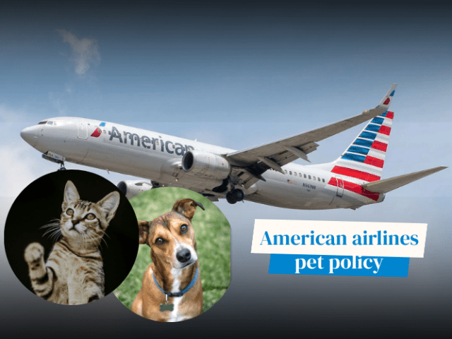 American Airlines Pet Policy: Complete Guide to Flying With Pets in 2026