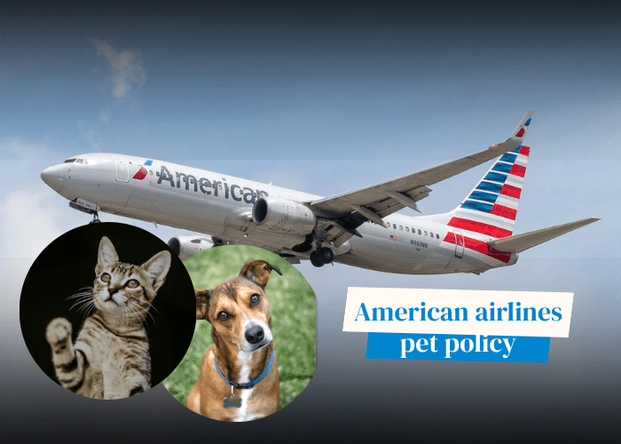 american airlines pet policy
